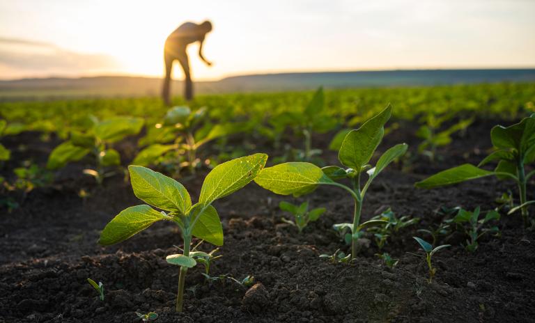 Agribusiness in Kenya