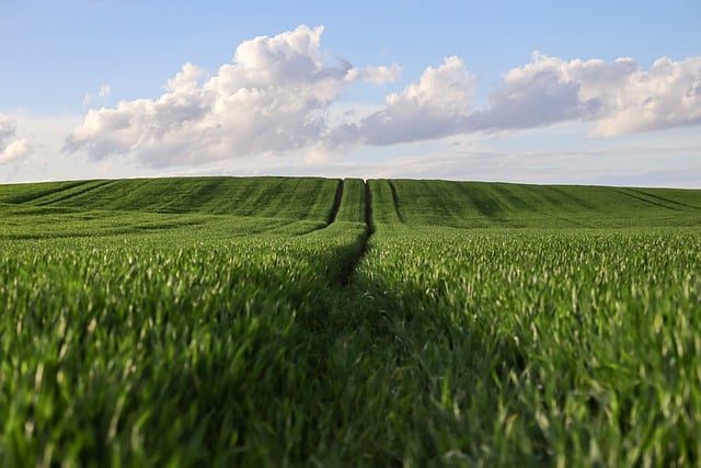 The 2026 Kenya Property Guide How to Buy Land Without Getting Cleaned Out